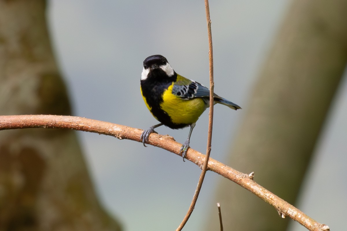 Green-backed Tit - ML616815837