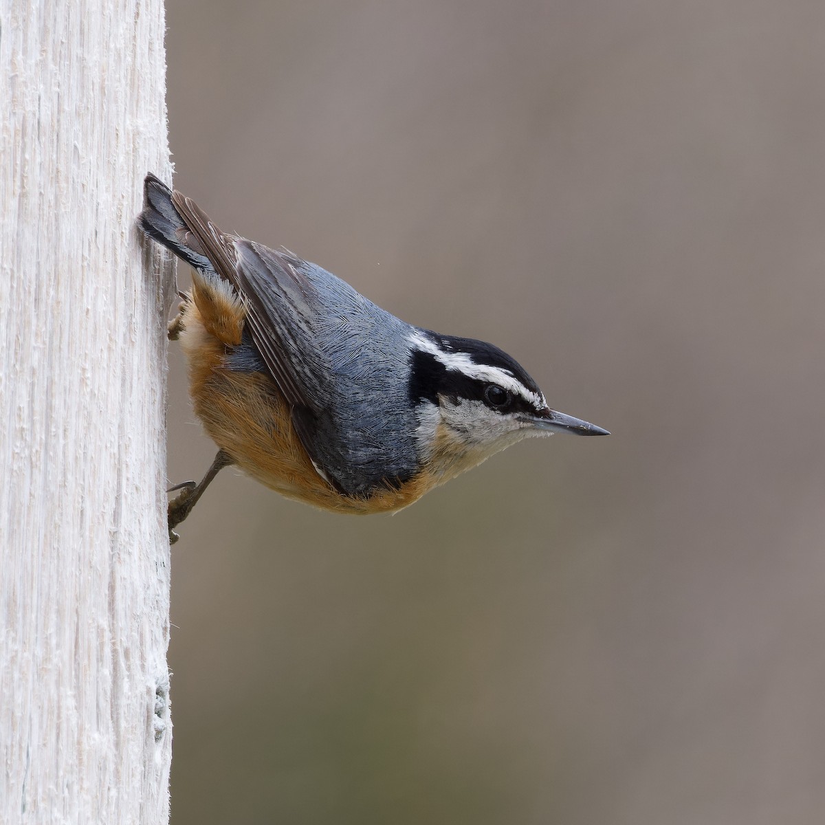 Red-breasted Nuthatch - ML616815862