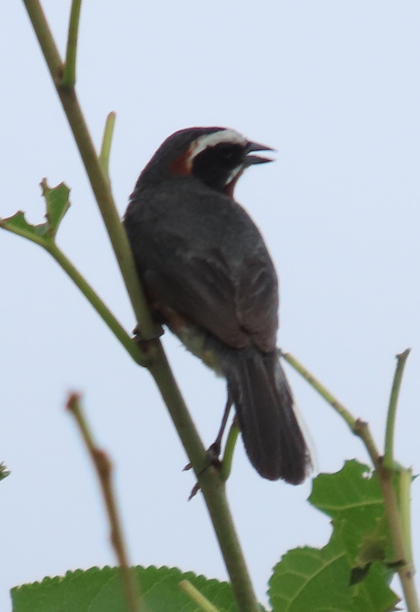 Black-and-chestnut Warbling Finch - ML616815869