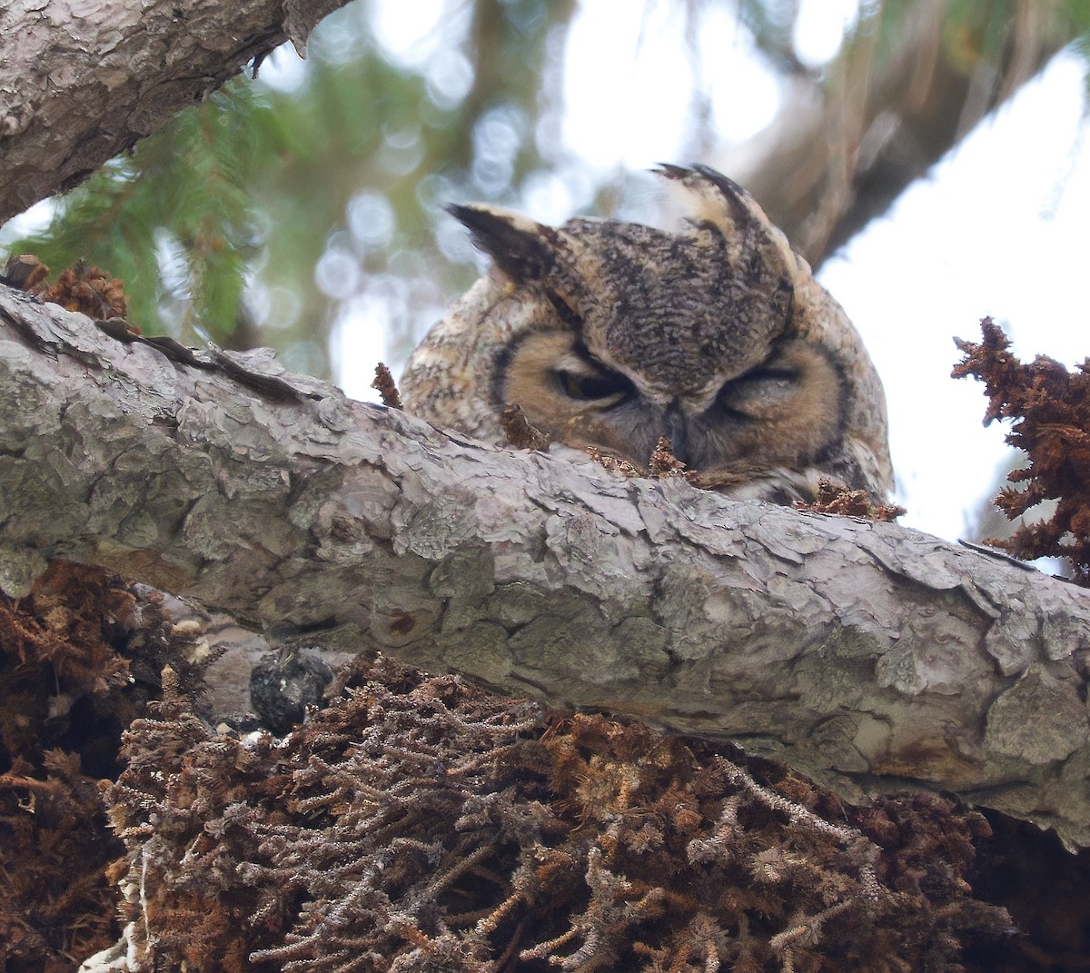 Great Horned Owl - ML616815875