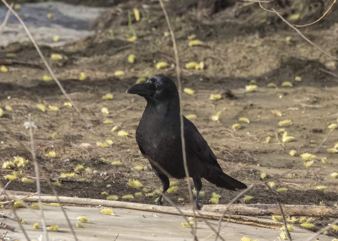 Large-billed Crow - ML616815926