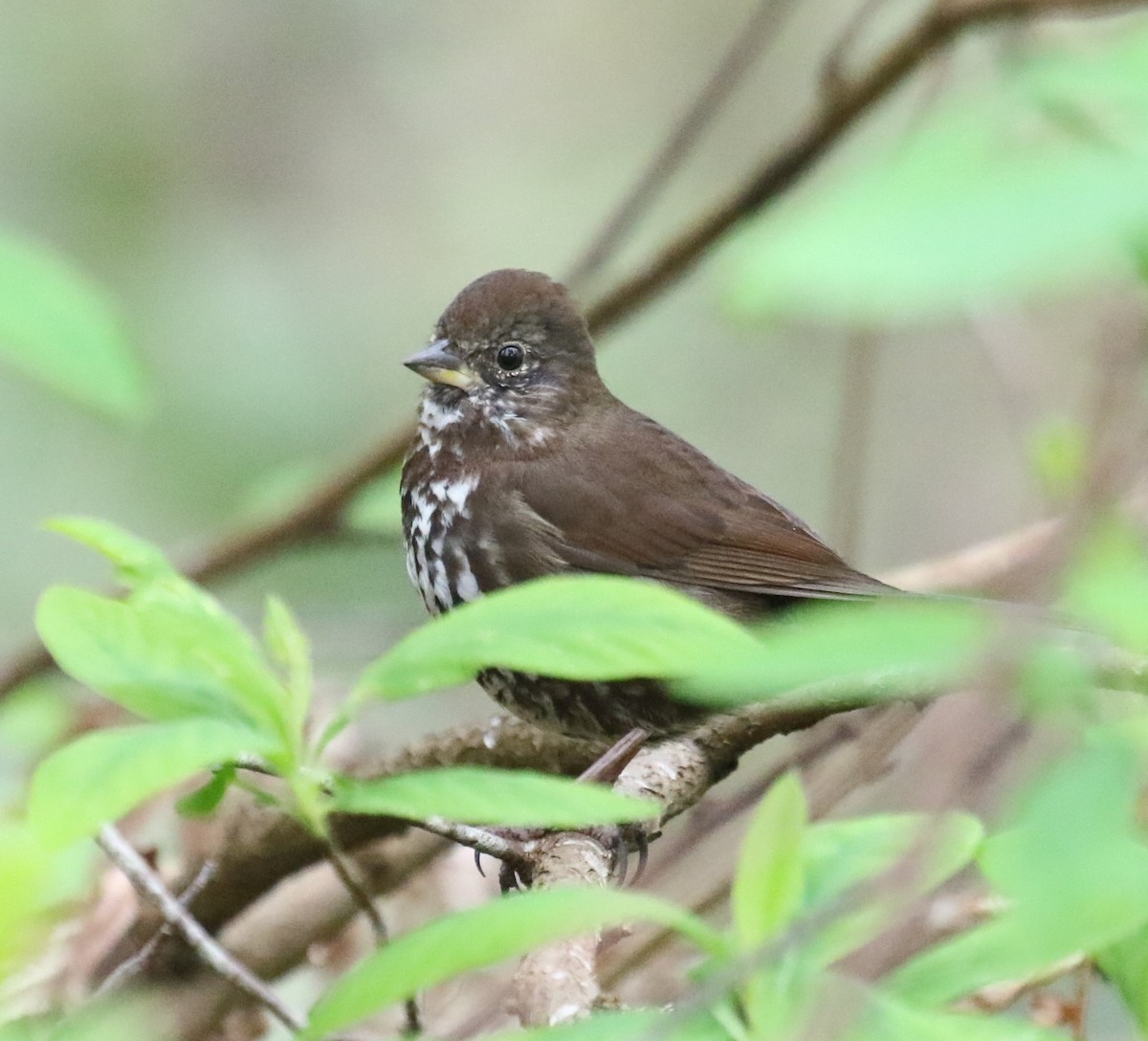 Fox Sparrow (Sooty) - ML616815964