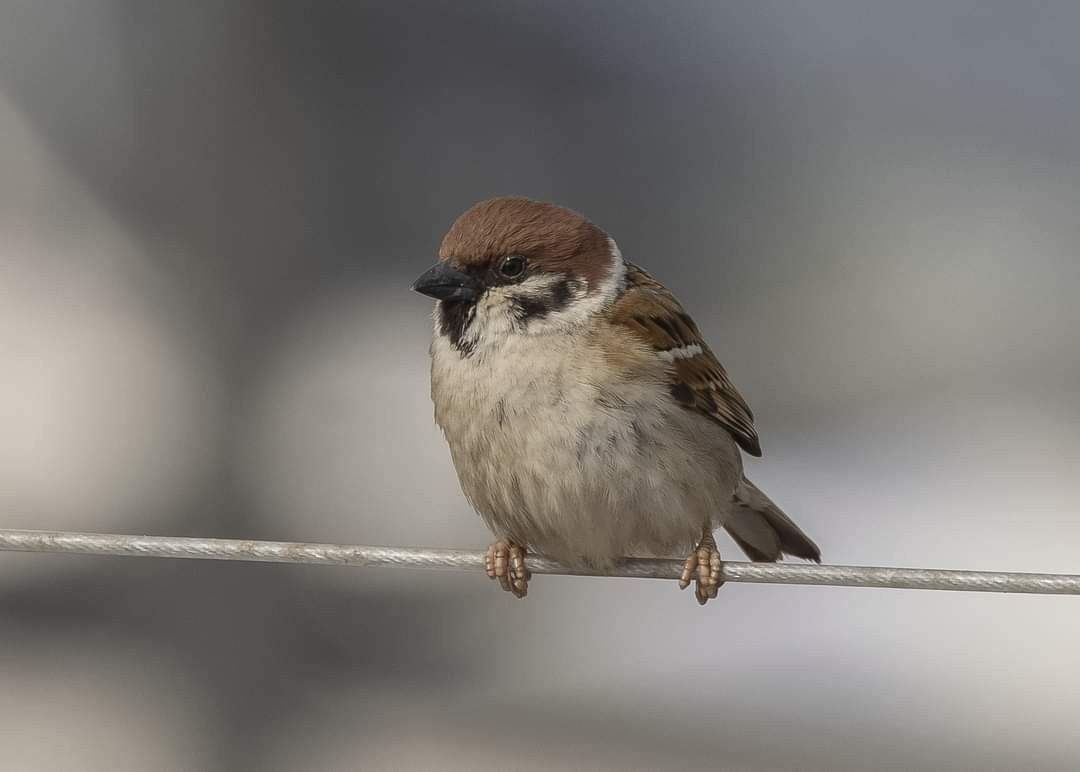 Eurasian Tree Sparrow - ML616815969