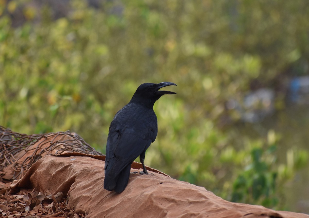 Large-billed Crow - ML616815986