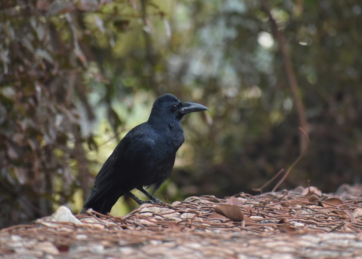 Large-billed Crow - ML616815988