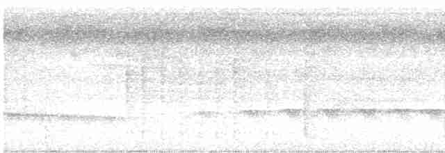 White-shouldered Antbird - ML616816006