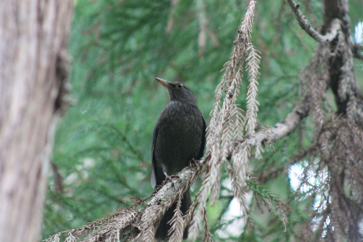 Eurasian Blackbird - ML616816029