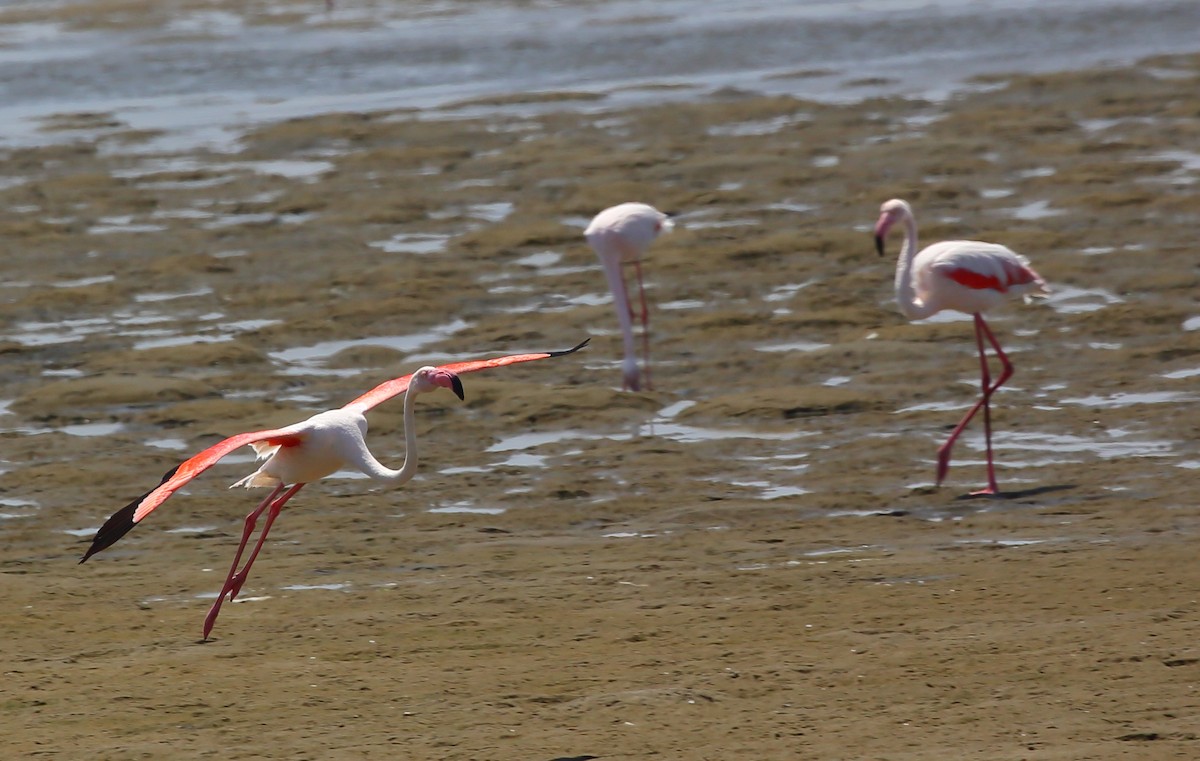 Greater Flamingo - ML616816081