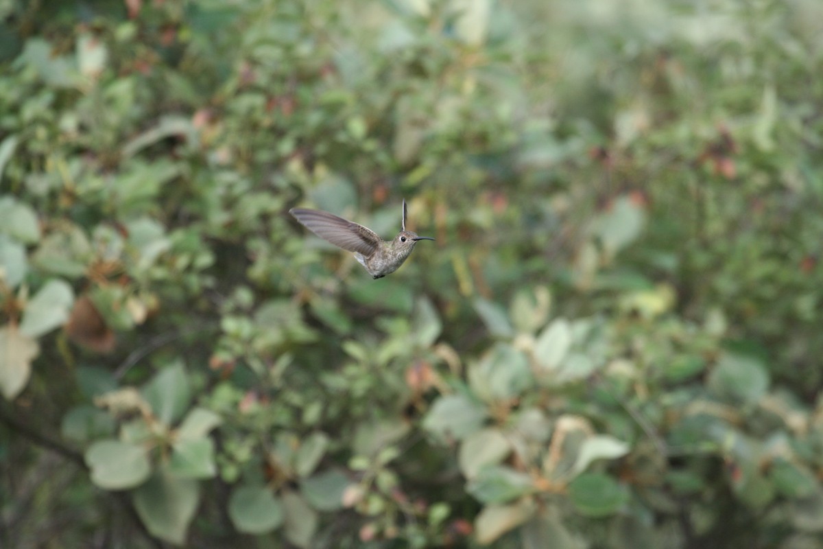 Spot-throated Hummingbird - Richard Webster