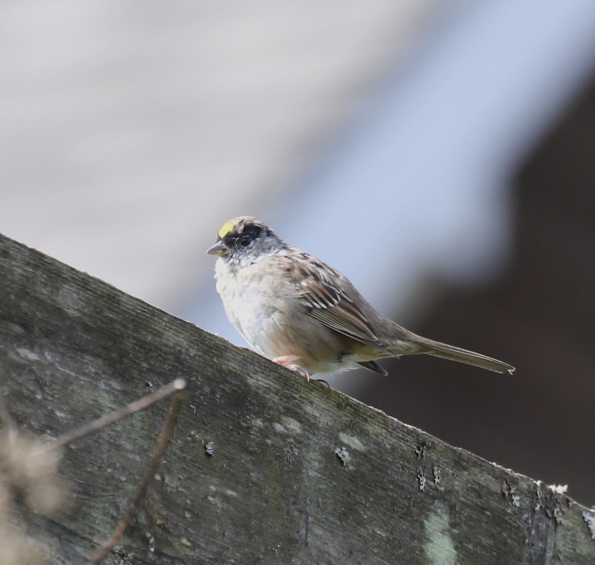 Golden-crowned Sparrow - ML616816120