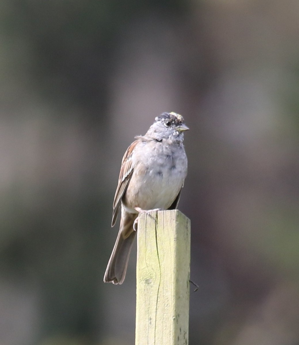 Golden-crowned Sparrow - Bradley Waggoner