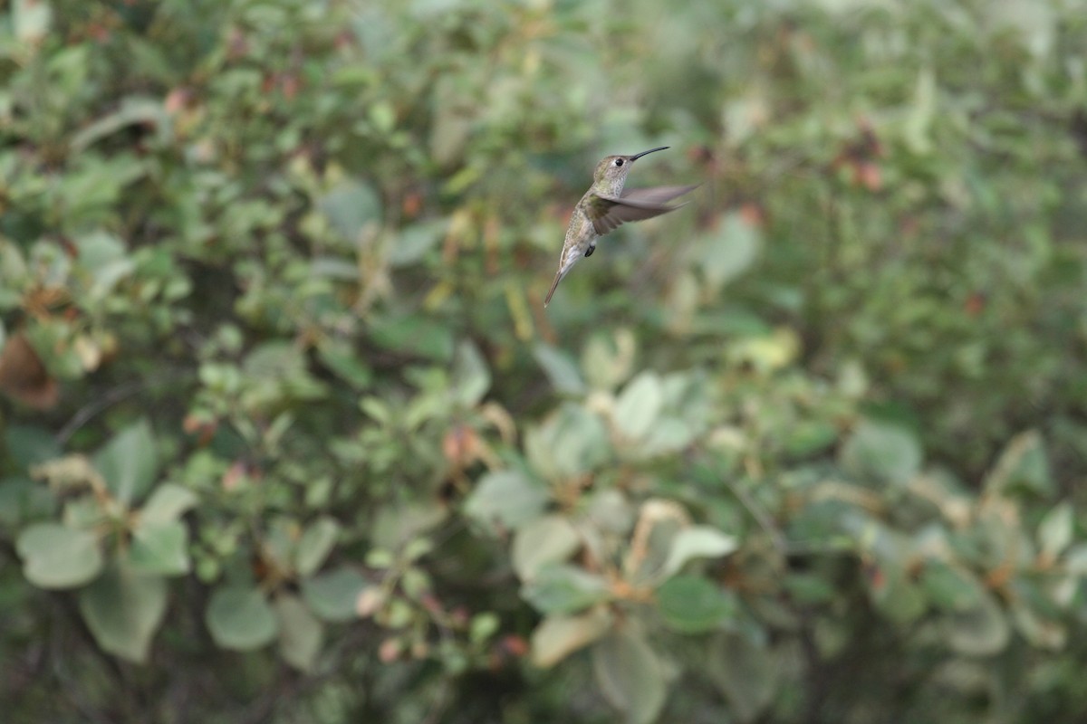 Spot-throated Hummingbird - ML616816130