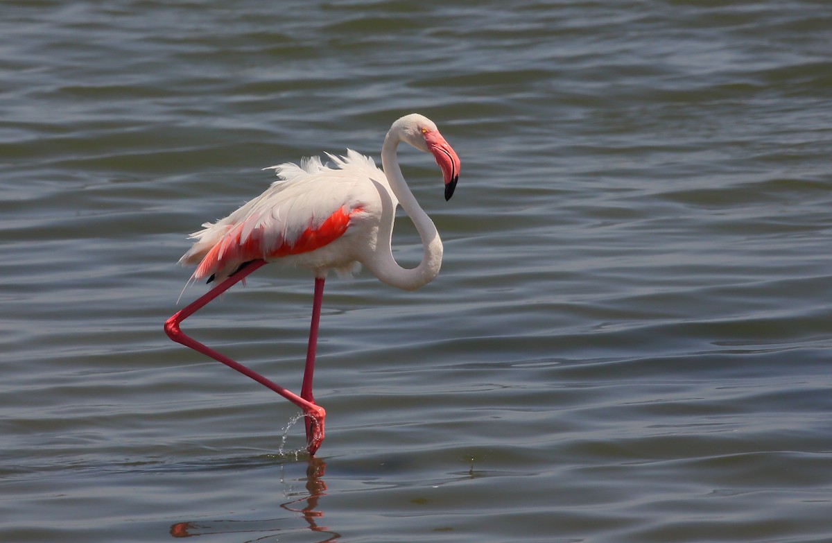 Greater Flamingo - Yannick FRANCOIS