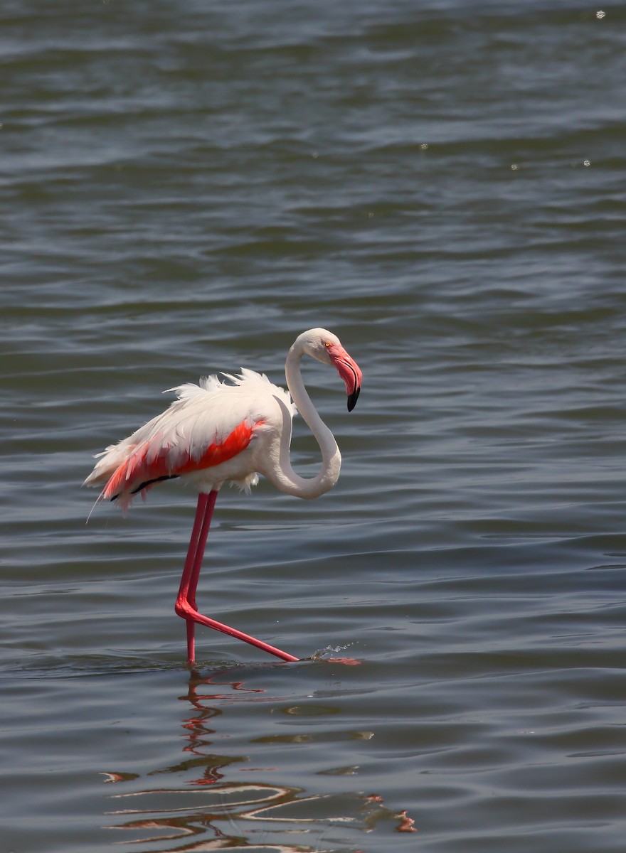 Greater Flamingo - ML616816148