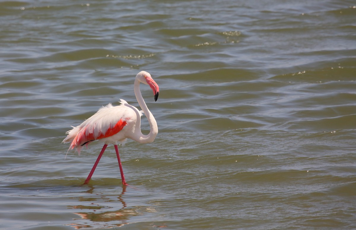 Greater Flamingo - ML616816158