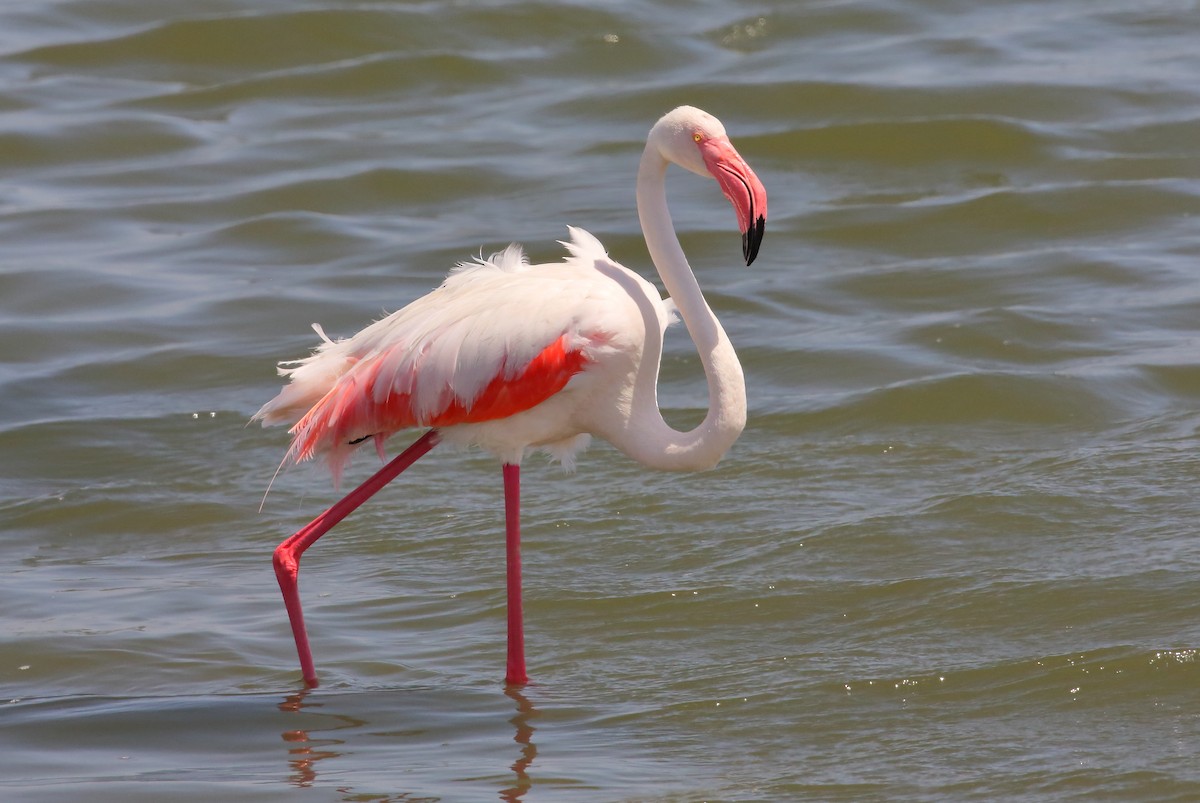 Greater Flamingo - ML616816175