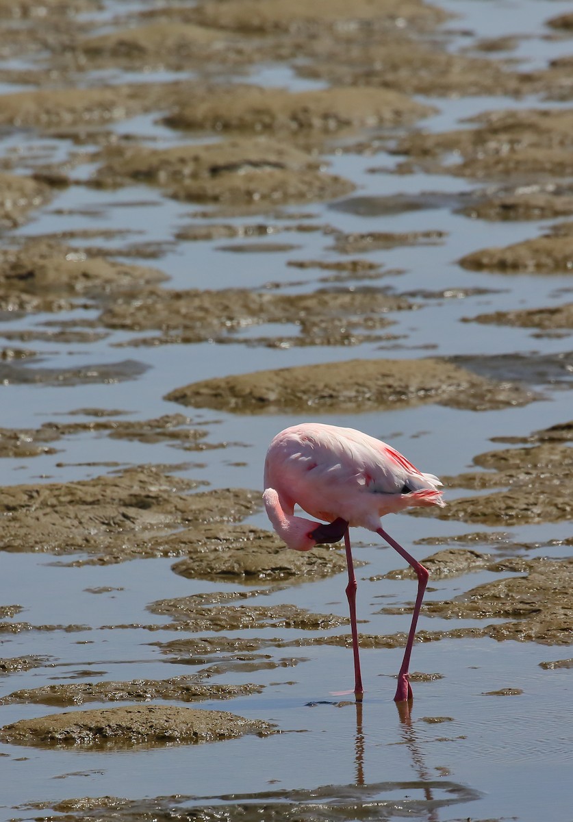 Lesser Flamingo - ML616816300
