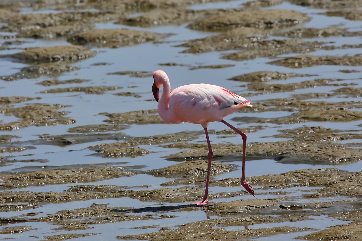 Lesser Flamingo - Yannick FRANCOIS