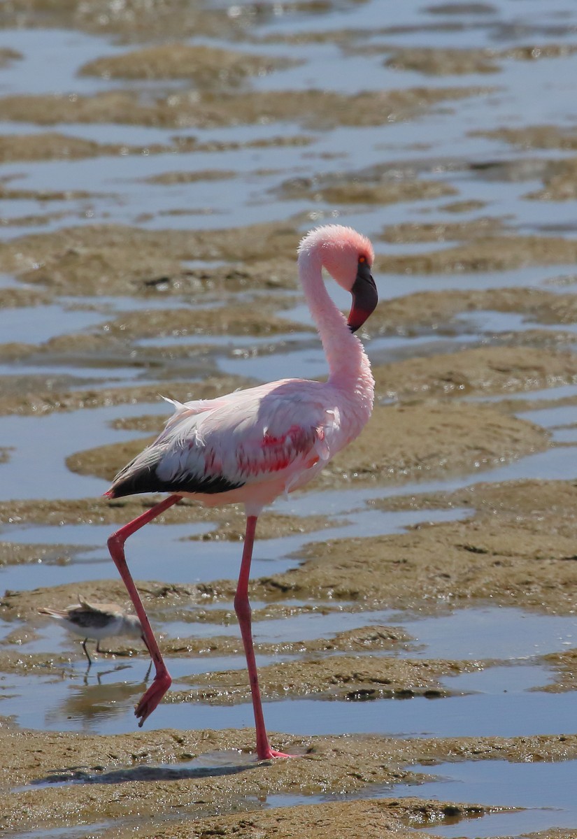 Küçük Flamingo - ML616816319
