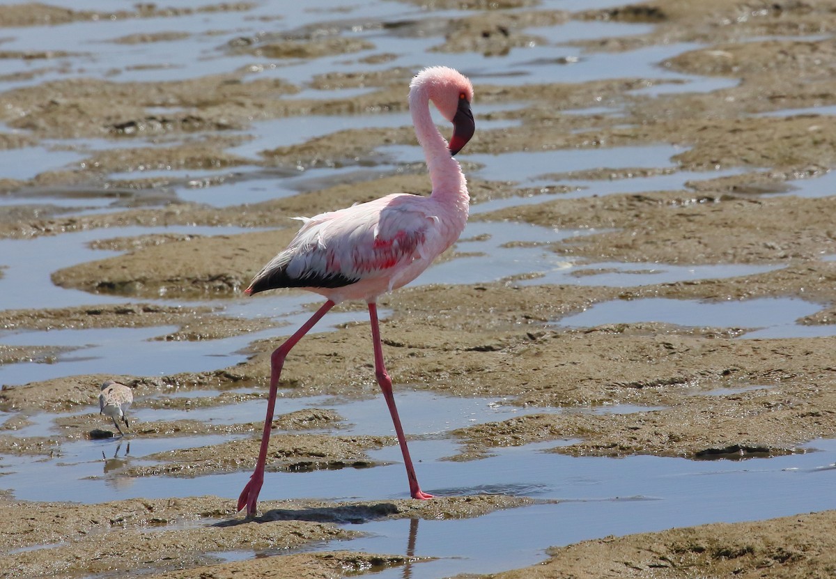 Küçük Flamingo - ML616816340