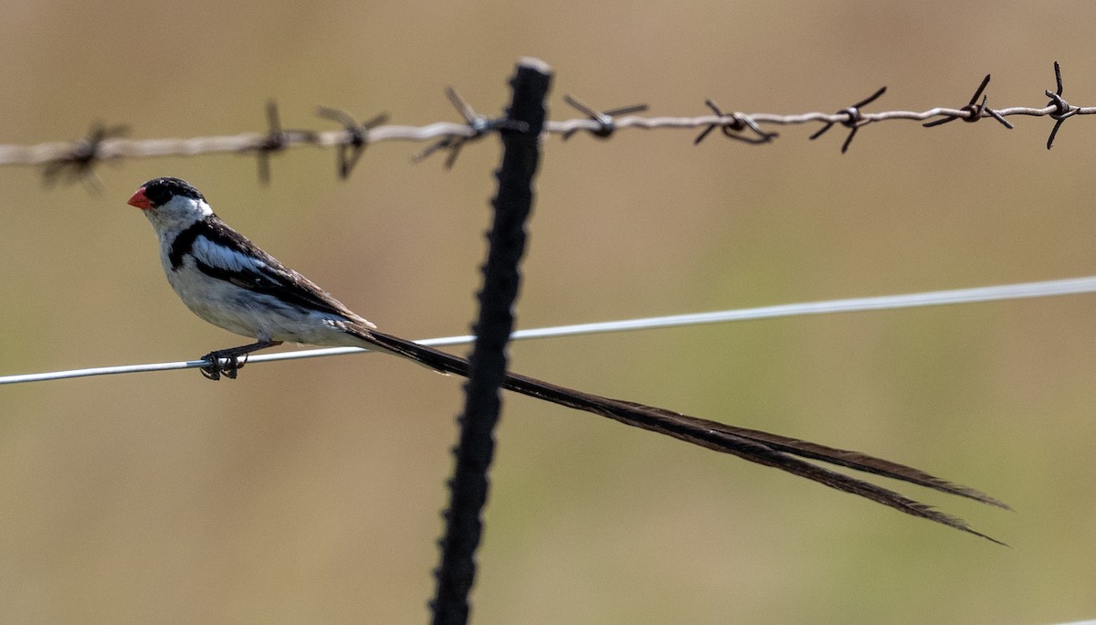 Pin-tailed Whydah - ML616816442