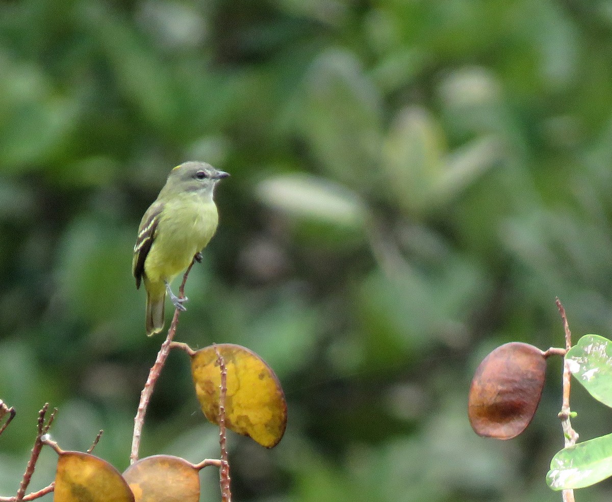 Yellow-crowned Tyrannulet - ML616816552