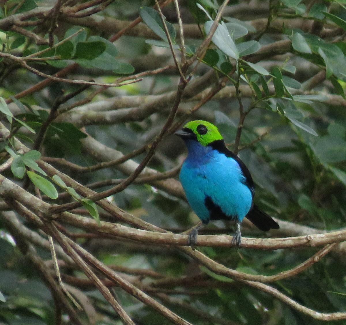 Paradise Tanager - ML616816581