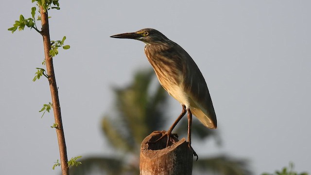 Indian Pond-Heron - ML616816592