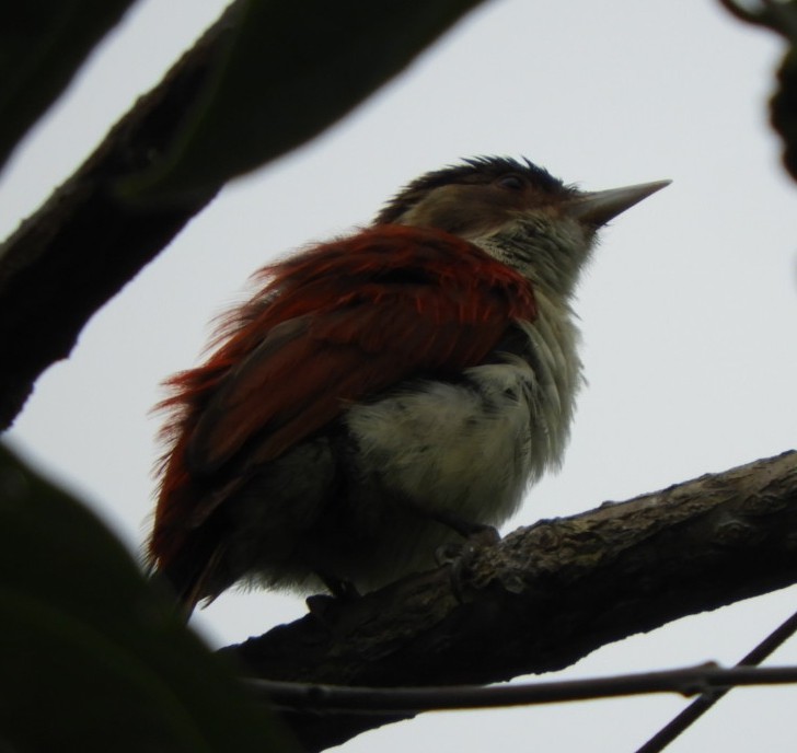 Scarlet-backed Woodpecker - ML616816671