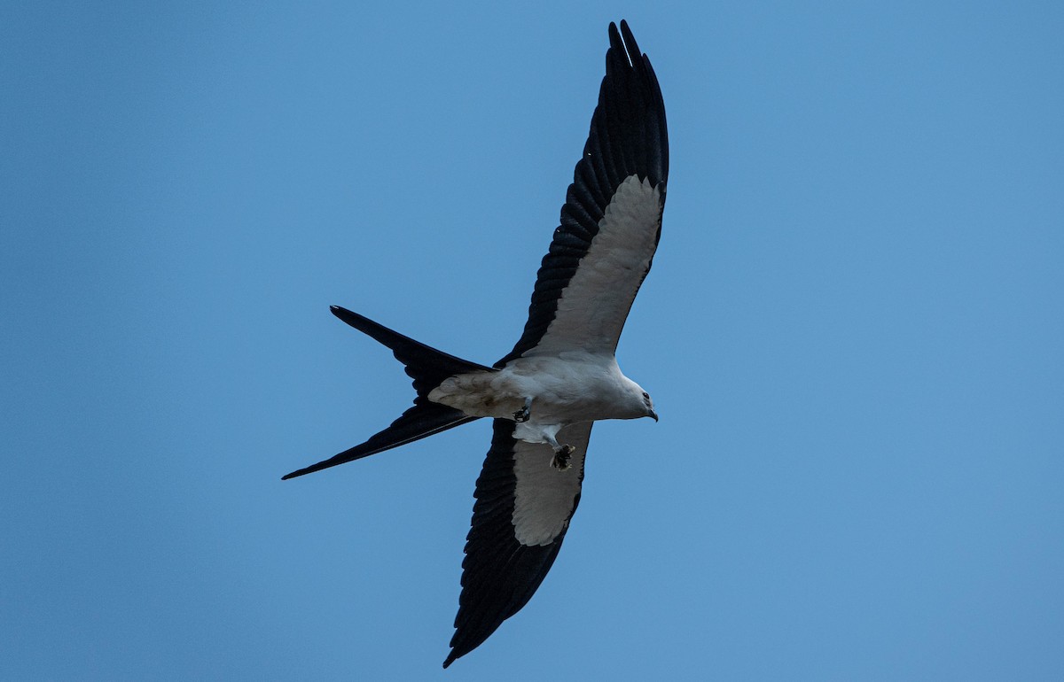 Swallow-tailed Kite - Debbie Carr