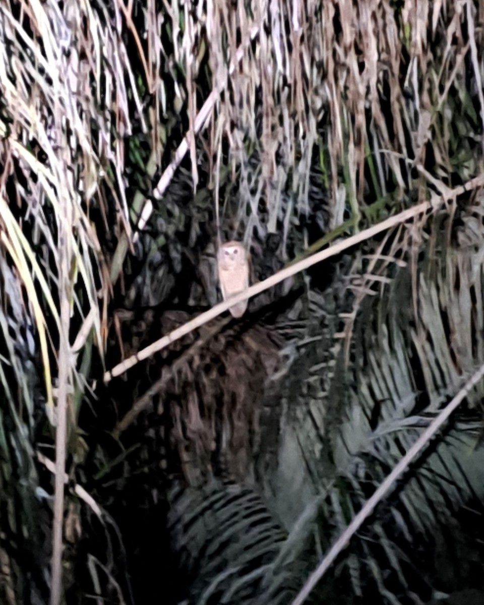Rufous Fishing-Owl - ML616816862