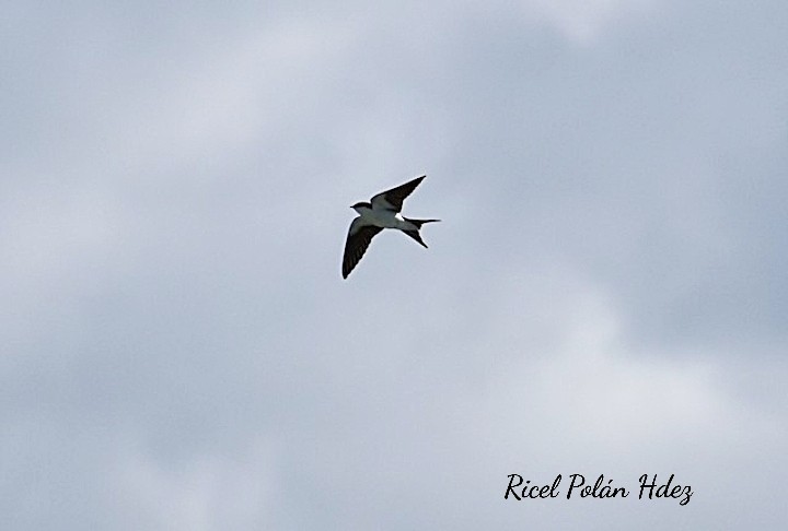 Bahama Swallow - ML616816894