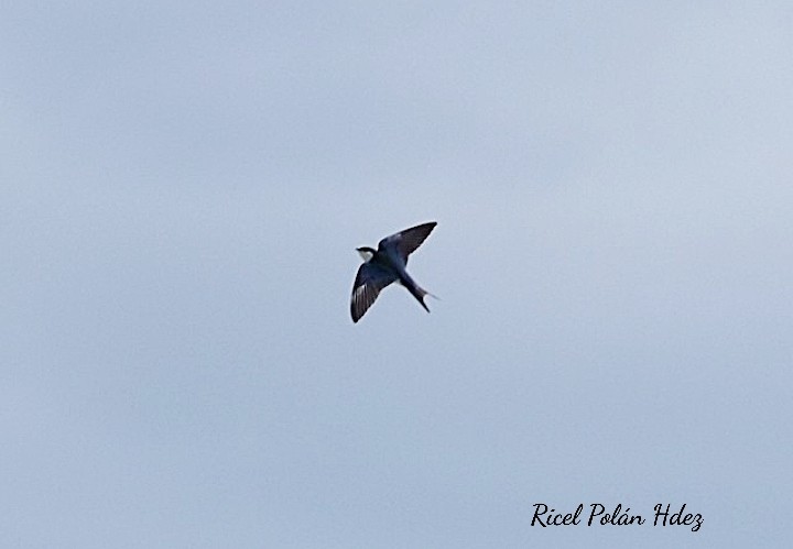 Bahama Swallow - ML616816896