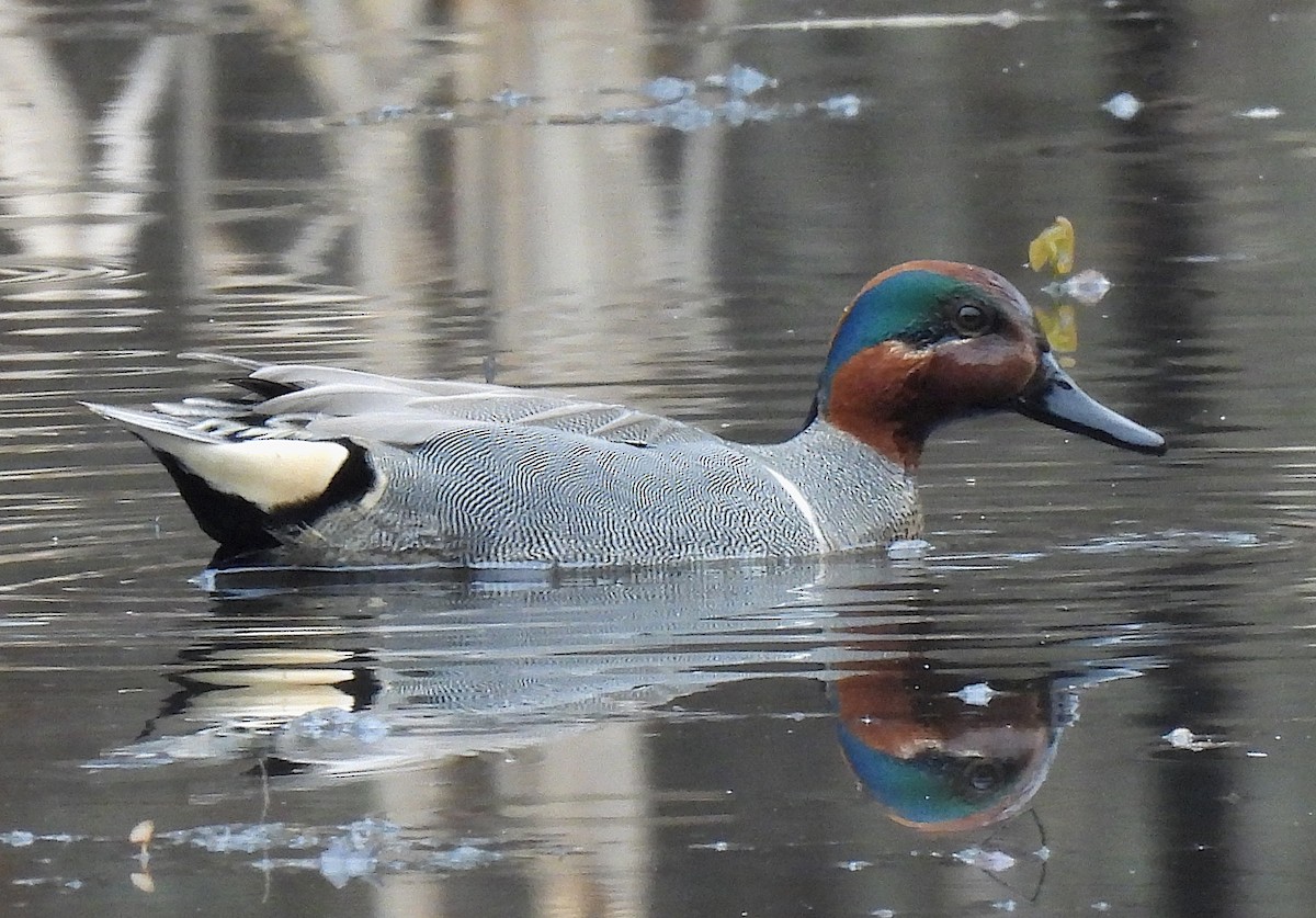Green-winged Teal - Tracy W