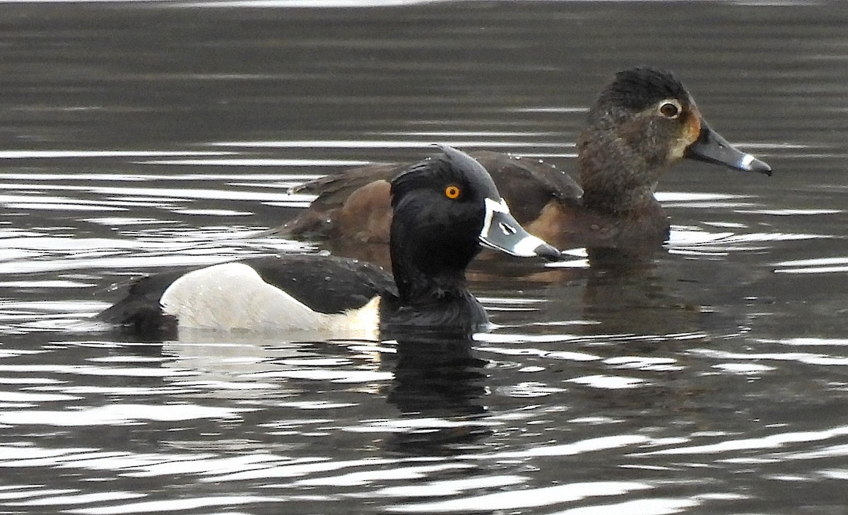 Ring-necked Duck - Tracy W