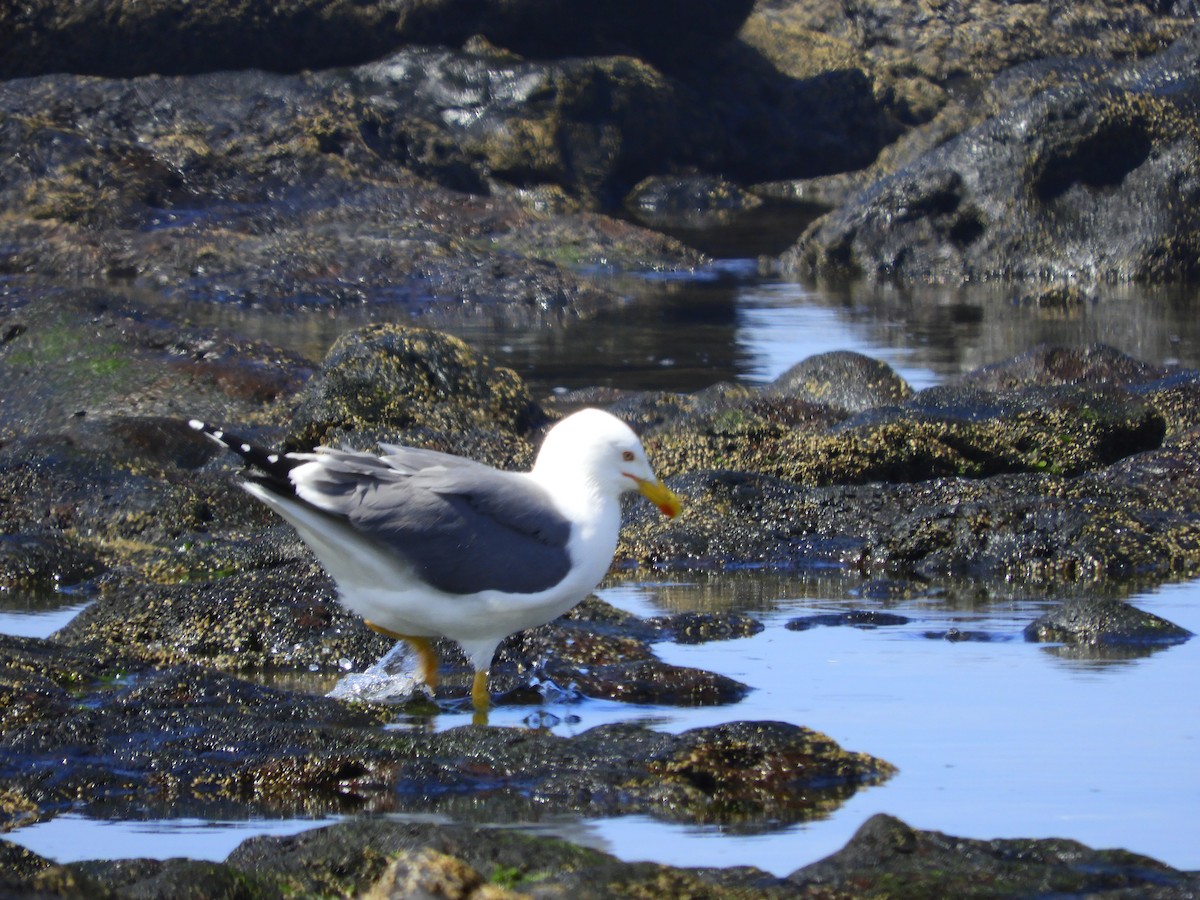 Yellow-legged Gull (atlantis) - ML616816982