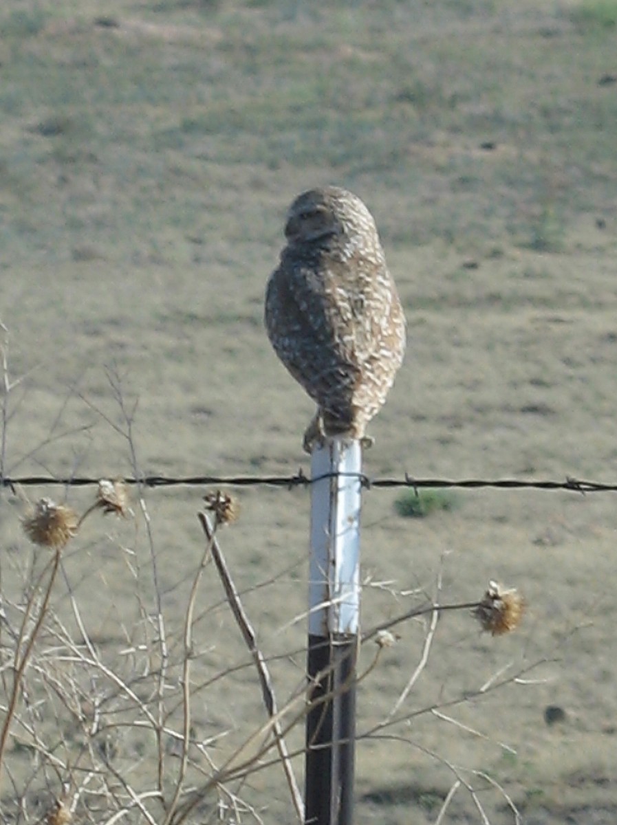 Burrowing Owl - ML616817037