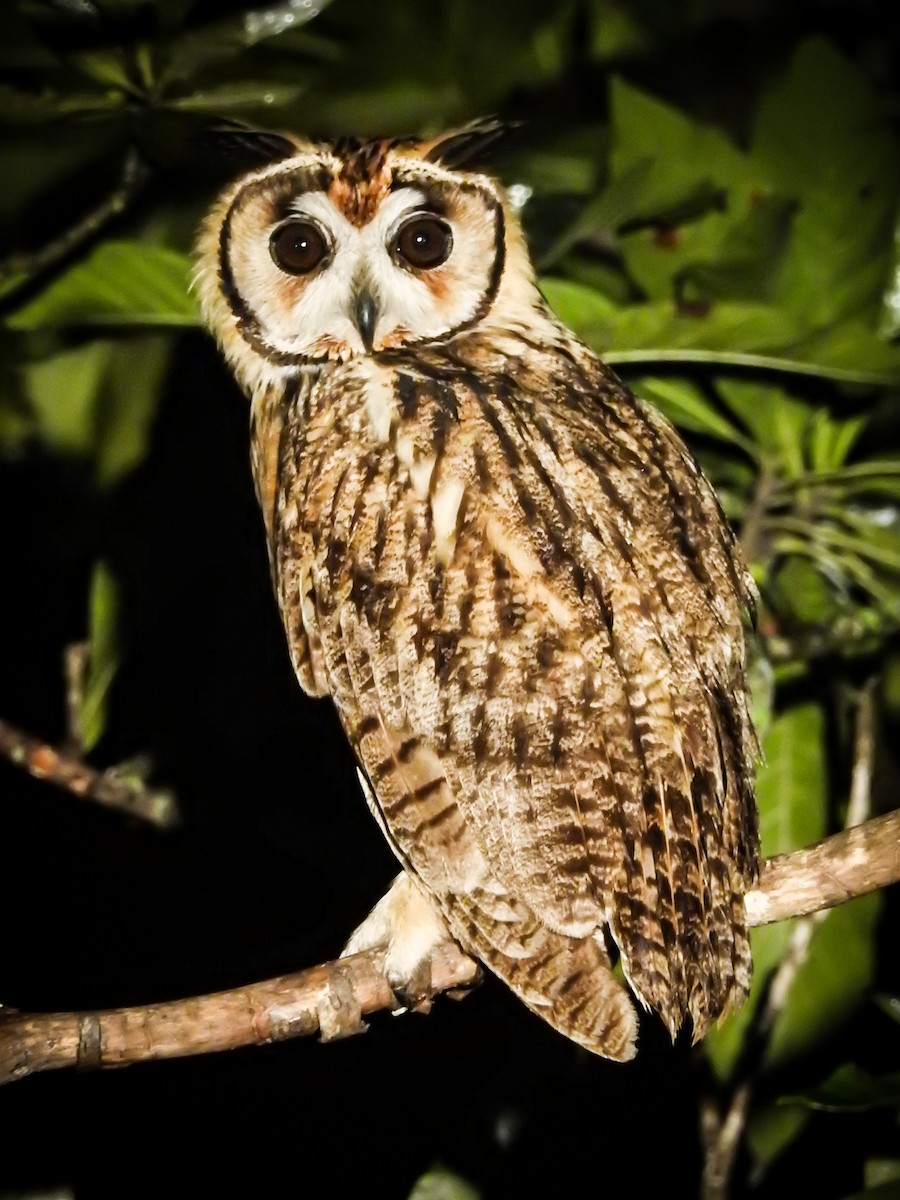 Striped Owl - ML616817066