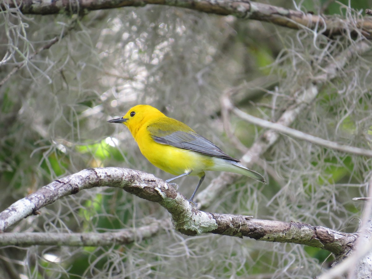 Prothonotary Warbler - ML616817100