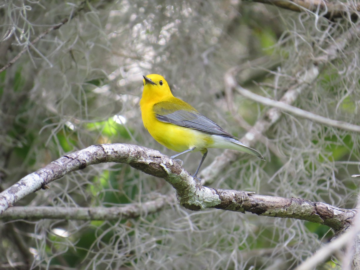 Prothonotary Warbler - ML616817101