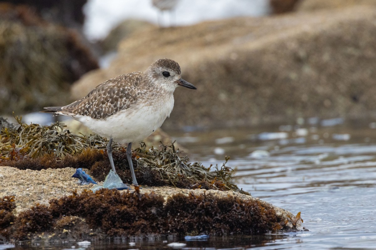 Black-bellied Plover - Bob Bowhay