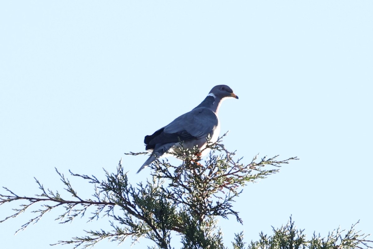Band-tailed Pigeon - ML616817149