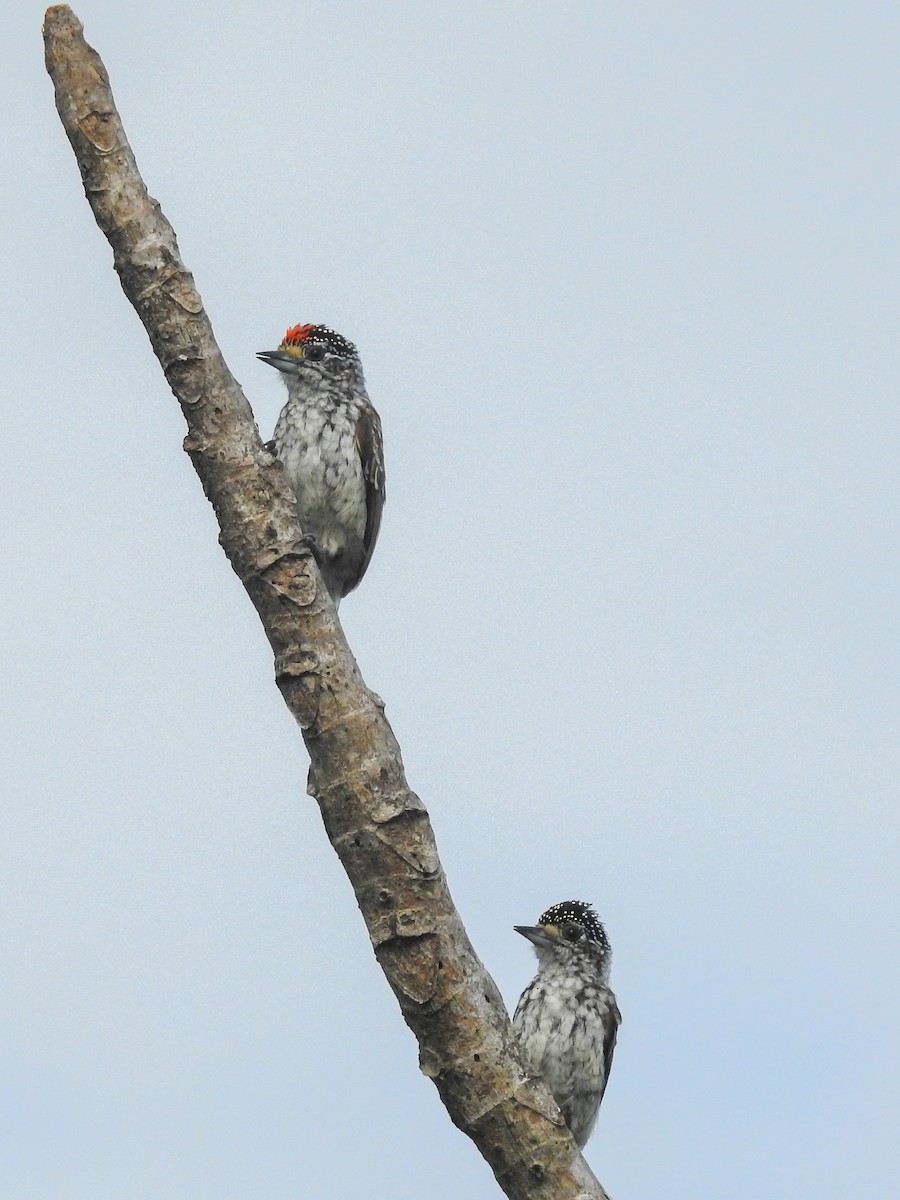 White-wedged Piculet - ML616817162