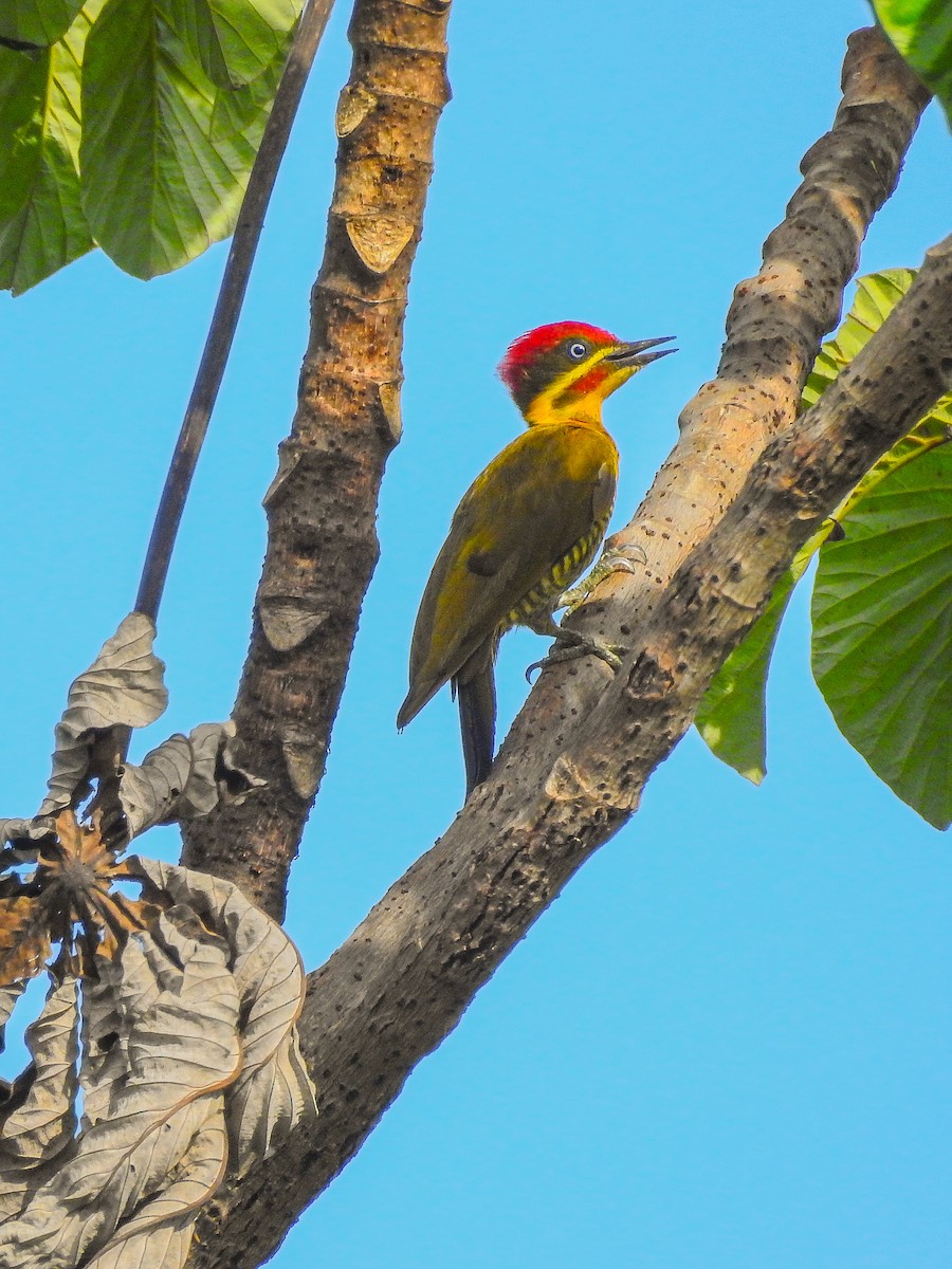 Golden-green Woodpecker - Moroni - PassarinWeb