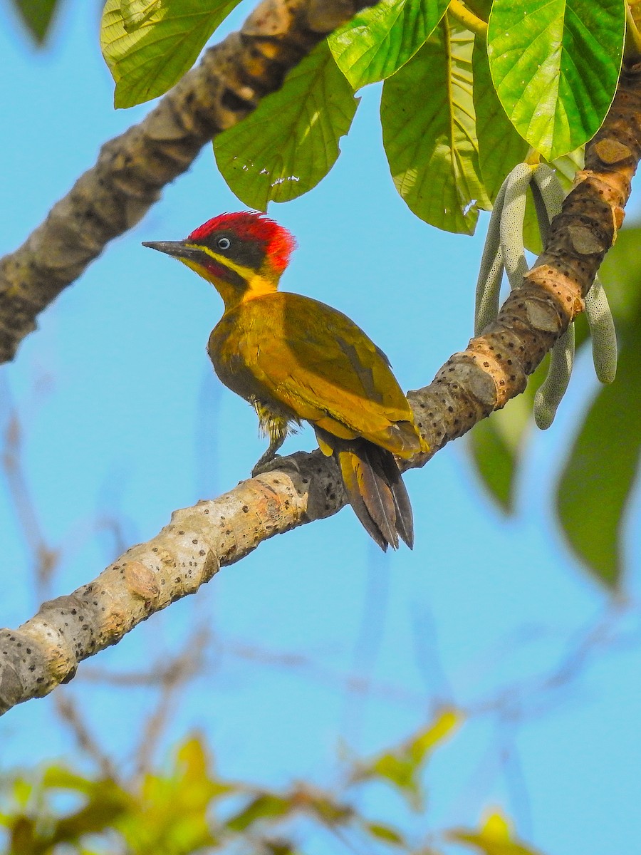 Golden-green Woodpecker - ML616817171