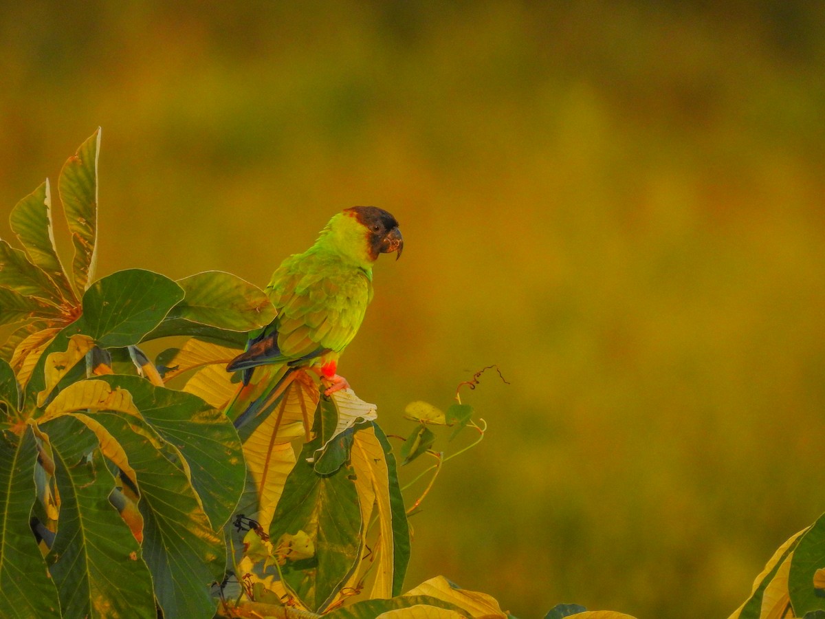 Nanday Parakeet - Moroni - PassarinWeb