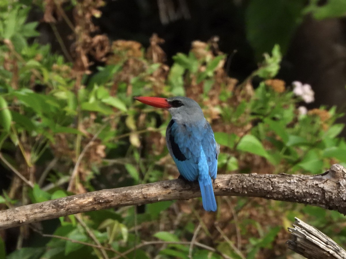 Mangrove Kingfisher - Bev Agler