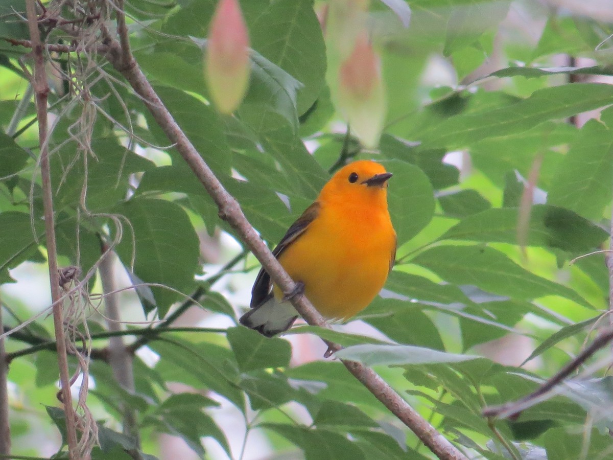 Prothonotary Warbler - ML616817246