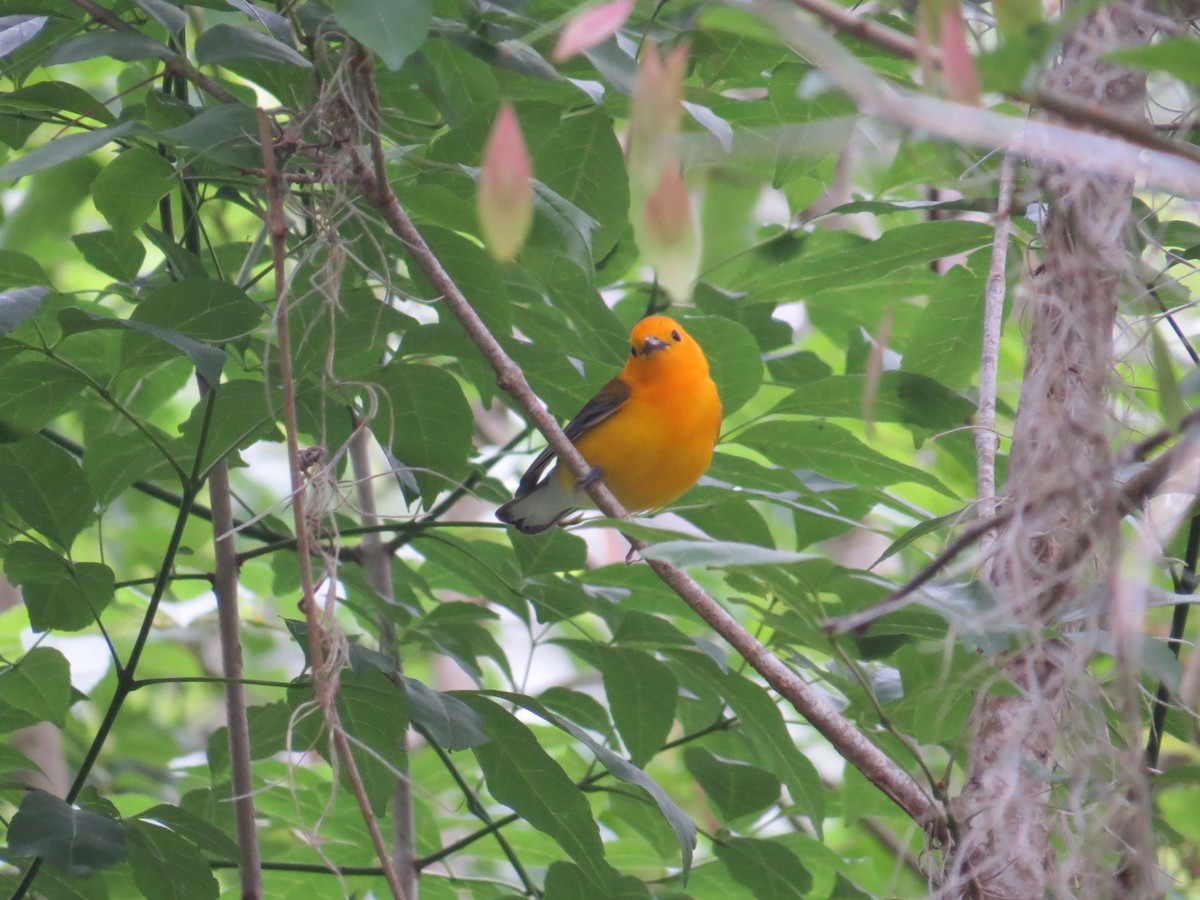 Prothonotary Warbler - ML616817247