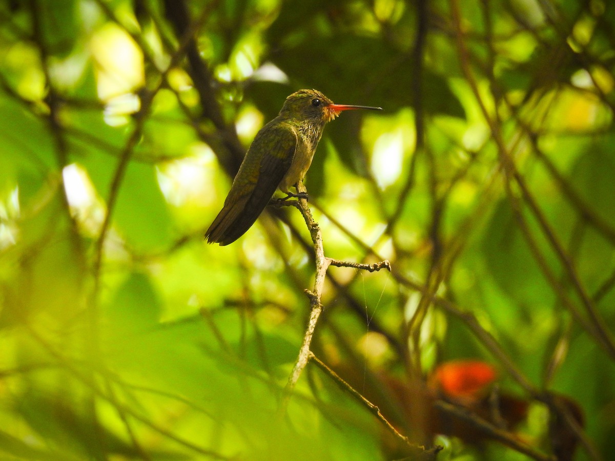 Gilded Hummingbird - Moroni - PassarinWeb